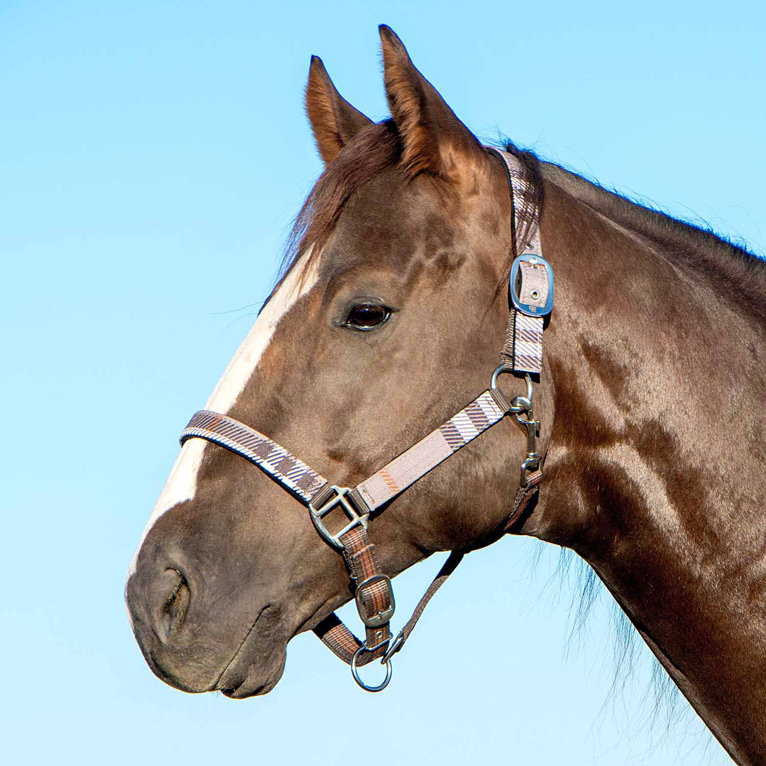 Halters and lead ropes