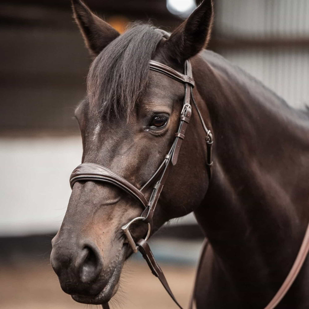 ExionPro 'Perseus' Anatomical Jumping Bridle without Flash with Reins