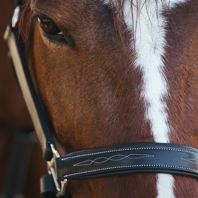 ExionPro Fancy Stitched Halter - Brass Nickel Hardware