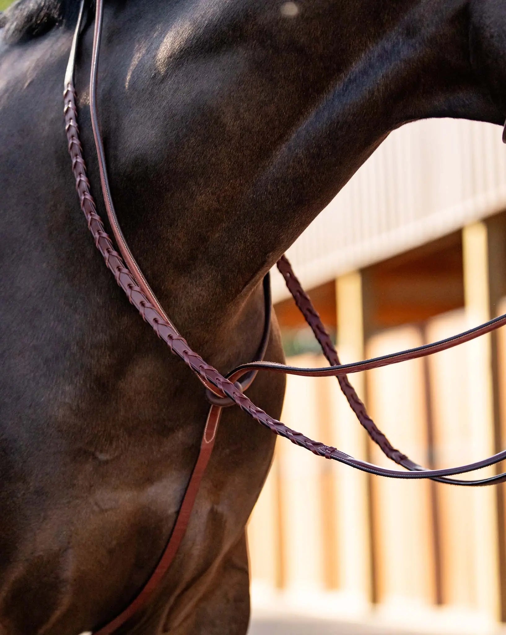 Huntley Equestrian Schooling Standing Martingale, Italian Leather