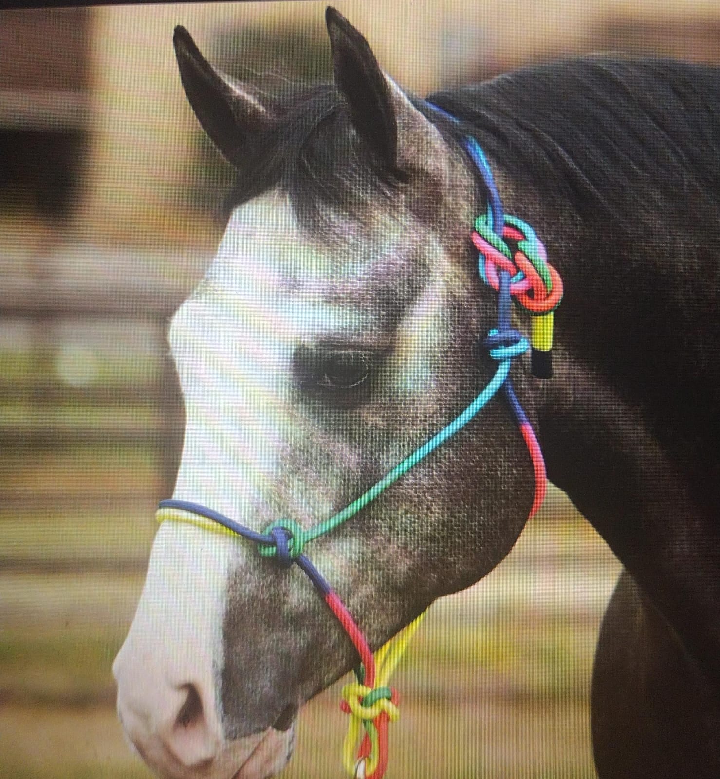 Rope Halter